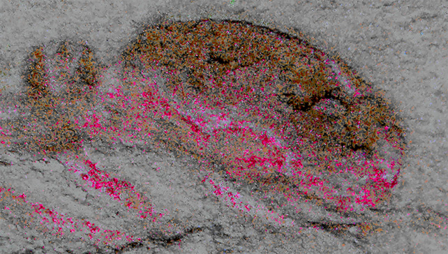 A fossilized head of the Cardiodictyon catenulum is covered by magenta spots.