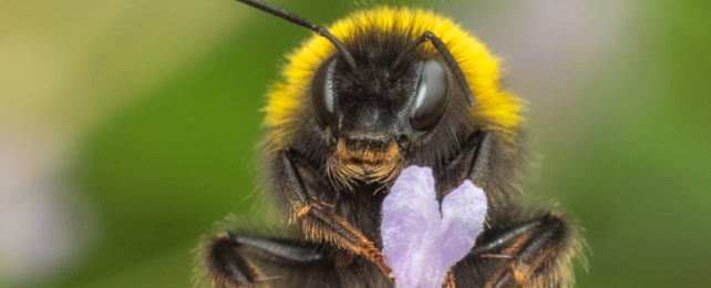 Close up of bumblebee face with little forelimbs holding flower top