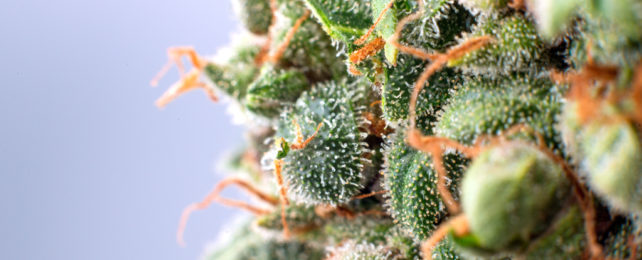 close up of cannabis buds