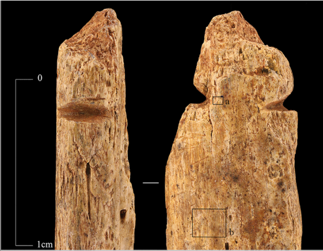 Primer plano de colgantes hechos de huesos humanos, mostrando pequeños surcos tallados en un extremo.