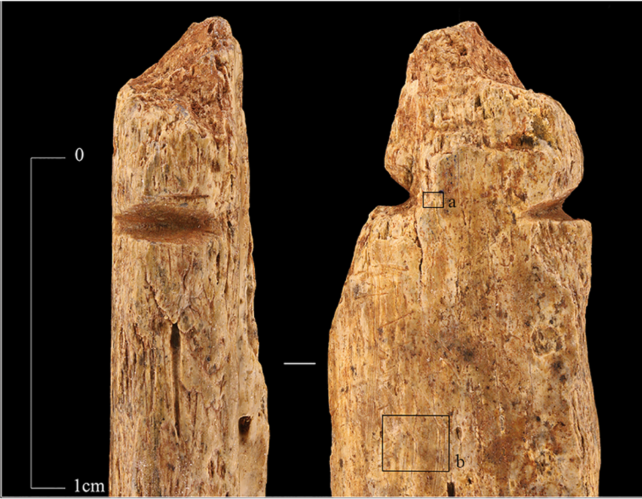 Close up of pendants made of human bones, showing small grooves carved at one end.