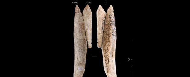 Two long, slender pendants made of human bone.