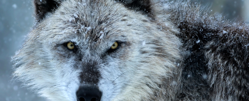 A Strange Thing Happens to Wolves Infected by Infamous Mind-Altering Parasite - ScienceAlert