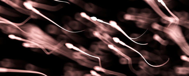 A computer illustration of sperm swimming.