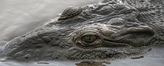 Crocodile In Water