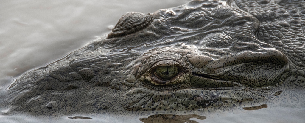 Crocodiles Seem to Be Thriving in a Toxic River That's More Like a Sewer. Here's..