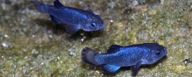 These Extremely Isolated Fish Are So Inbred, Their Genomes Are Mostly Identical