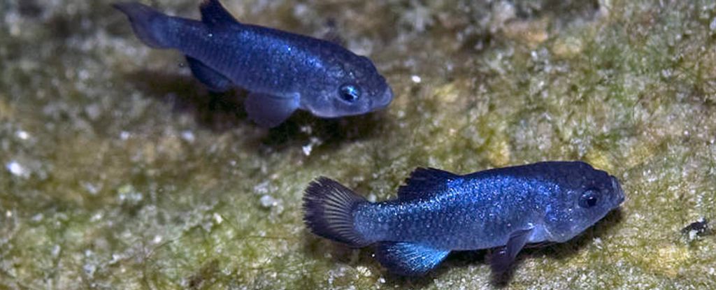 Estos peces extremadamente aislados son tan consanguíneos que sus genomas son en su mayoría idénticos : Heaven32