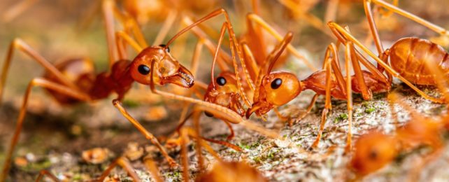 Fire Ants Swarm
