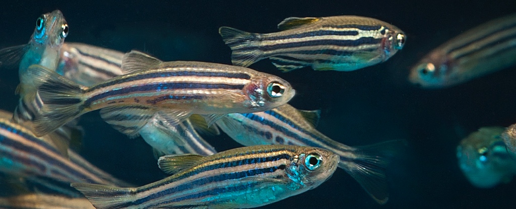 Los peces ‘miran hacia abajo’ cuando nadan y finalmente sabemos por qué: ScienceAlert