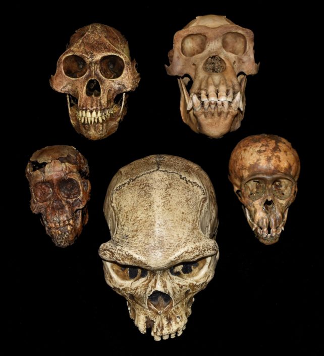 Five skulls of different primate species.