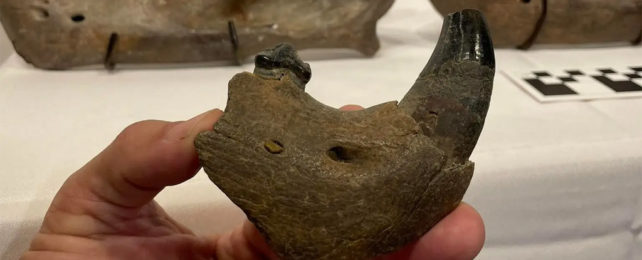 A fossilized jaw bone with a large tooth sticking out of it.