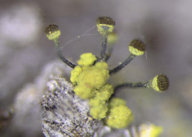 Fuzzy yellow balls with black stalks ending in fuzzy yellow balls with black hats.