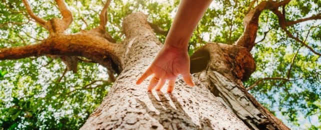 Hand touching tree