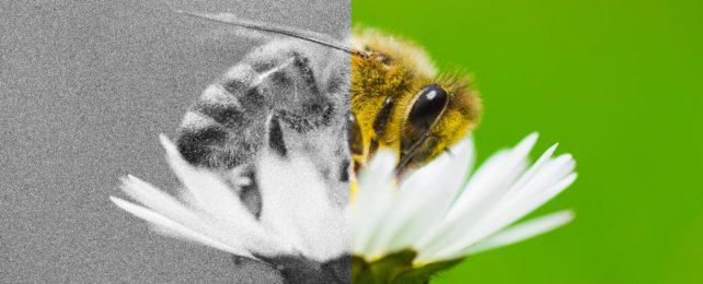 Honeybee Cut in Half With One Monochrome side