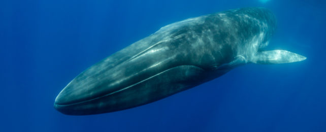 A large whale swimming through blue waters.
