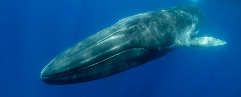 Blue Whales Eat an Astounding 96 Pounds of Microplastics Every Single ...