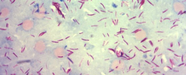 Leprosy Parasite