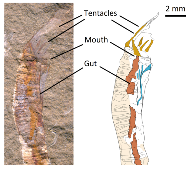 G. aspera fossil and diagram