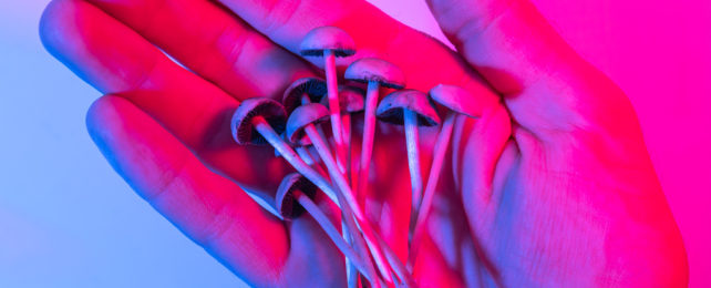 Magic mushrooms being held in a hand