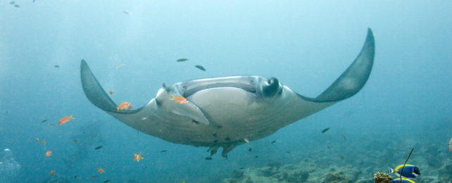 Oceanic manta ray underwater