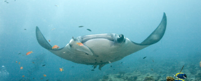 Scientists Discover a Giant Manta Ray Population, 10 Times Bigger Than Any Other MantaRay-642x260