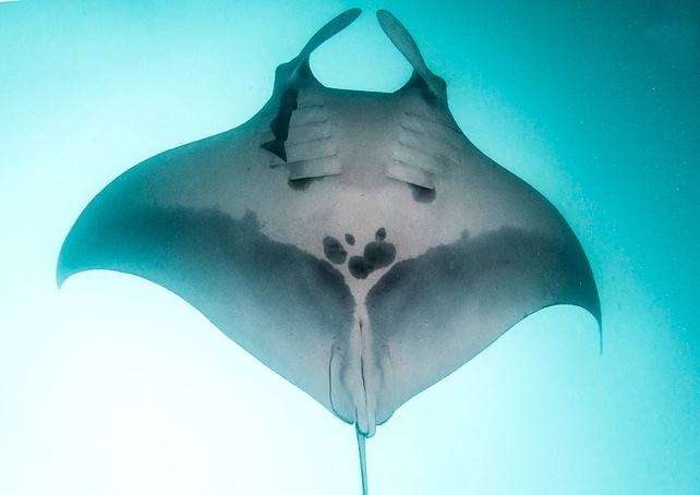 Manta Ray From Below