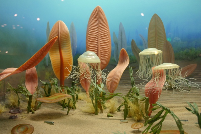 Marine Lifeforms
