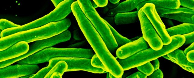 Mycobacterium Tuberculosis