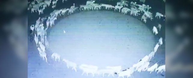 Eerie Video of Bizarre Sheep Phenomenon Has The World Running in Circles :  ScienceAlert
