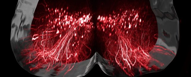 Neurons Visualization