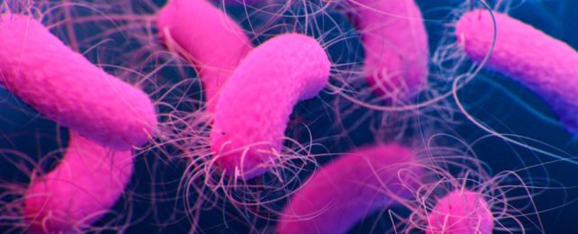 BIg pink rod shaped bacteria