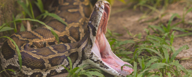 A brown and tan python with its mouth opened very wide.