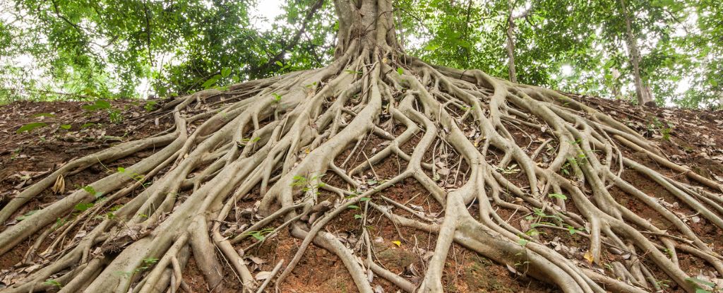 The Arrival of Tree Roots May Have Triggered Mass Extinctions in The Ocean