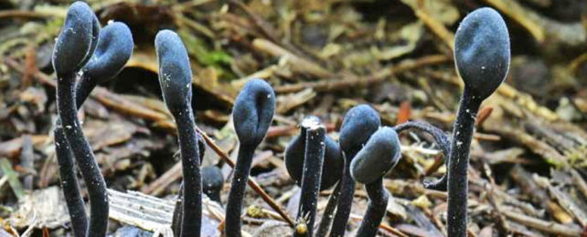 Flattened dark blobs on black stalks in leaf letter