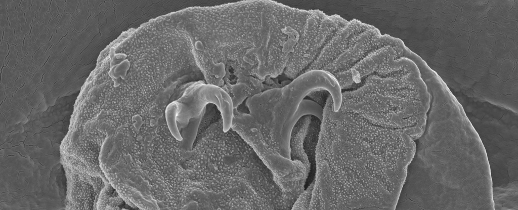 Scientists Have – Literally – Unearthed a Whole New Species of Tardigrade