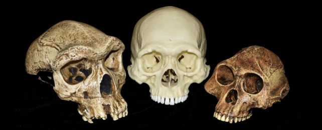 Sculls of three different species of primates