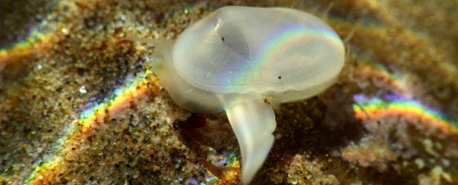 A tiny white crab in a tide pool.