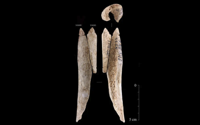 Aynı kemikten yapıldığını göstermek için siyah bir zemin üzerine yan yana yerleştirilmiş iki uzun, ince kemik pandantif.