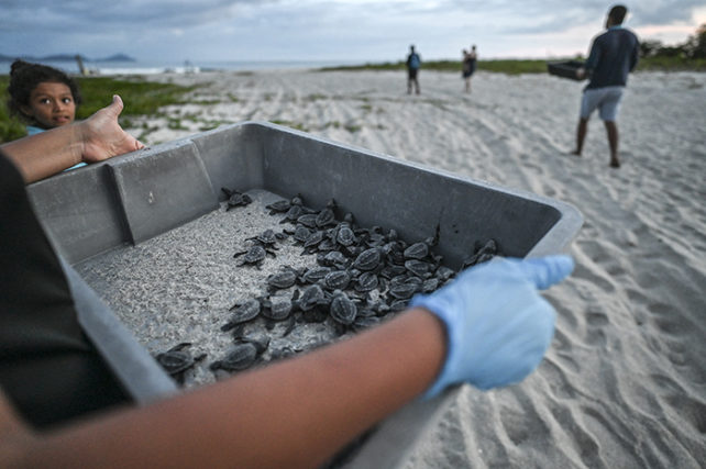 Volunteer carrying a tub of baby sea turtles onto a beach