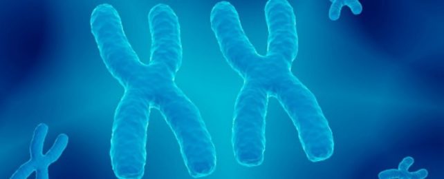 Scientists Discover X Chromosomes Being 'Silenced' in Male Cancer Cells XChromosomeCancer-642x260