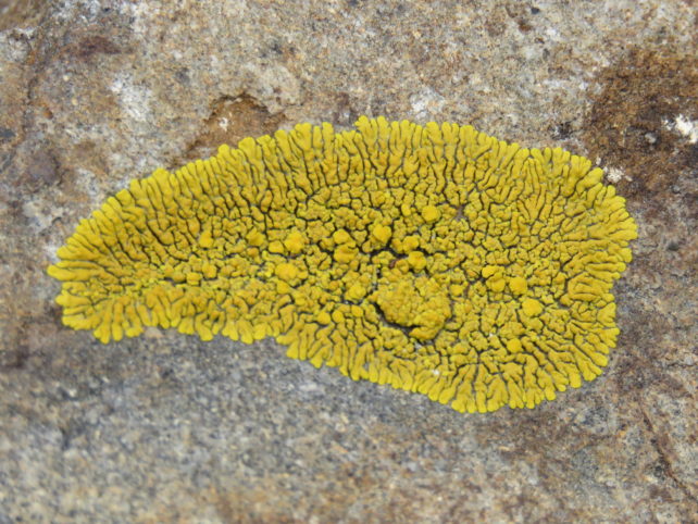 YellowLichenOnStone