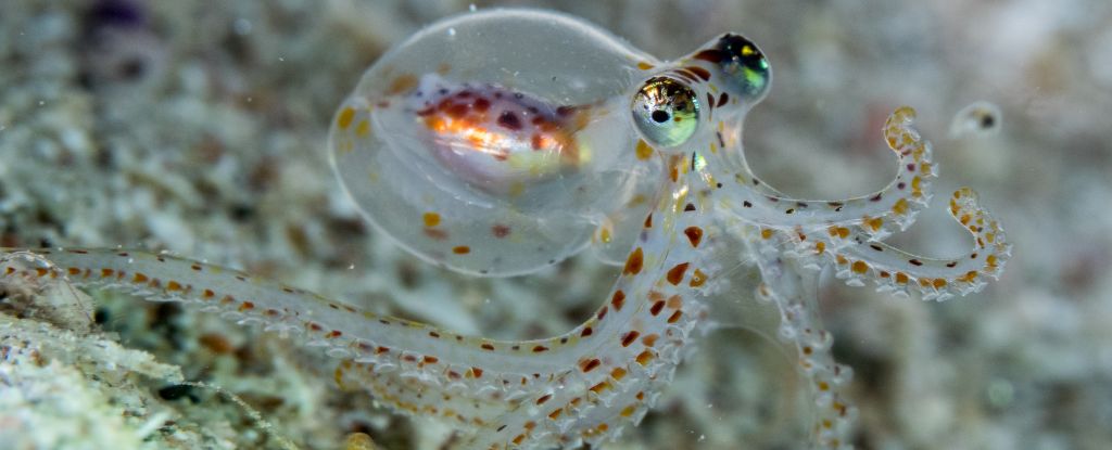 Octopus Brains Evolved to Share a Surprising Trait in With Our Brains - ScienceAlert
