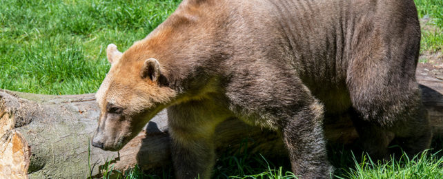 light brown furred 'brolar' bear