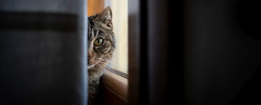 Cats May Be Harboring Crime Scene DNA, Scientists Say