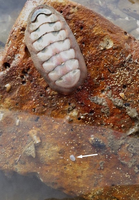 Tiny Clam On Rock