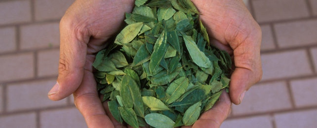 green coca leaves in a man's cupped hands