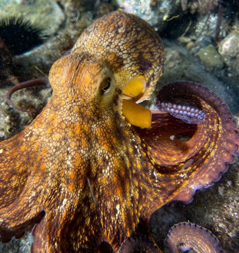 Octopus Brains Actually Share a Surprising Trait With Human Brains