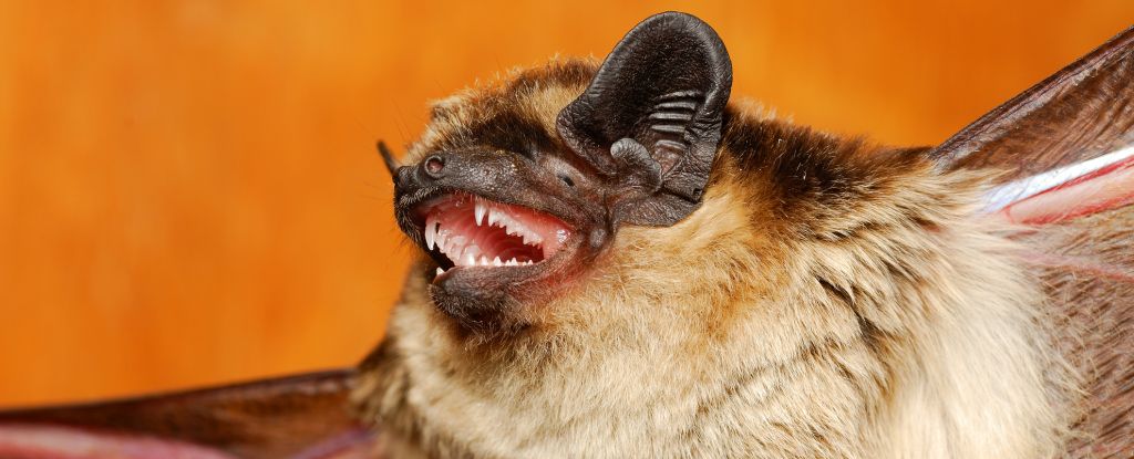 Bats Growl at Each Other Like Death Metal Singers And It's Probably Not Out of L..