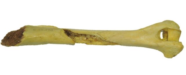 Eralla bone